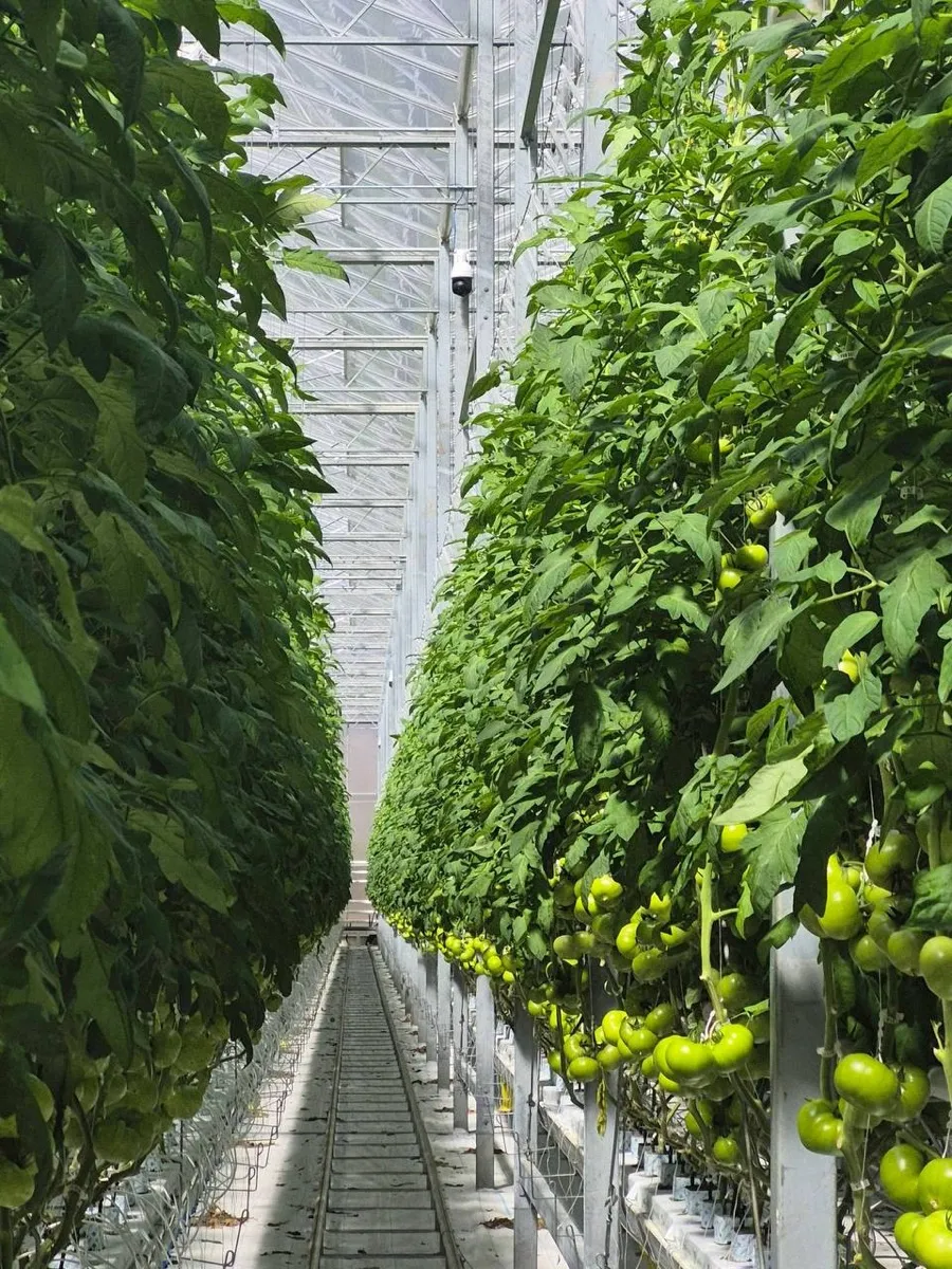 A commercial greenhouse with rows of tomato plants under a Fermata camera