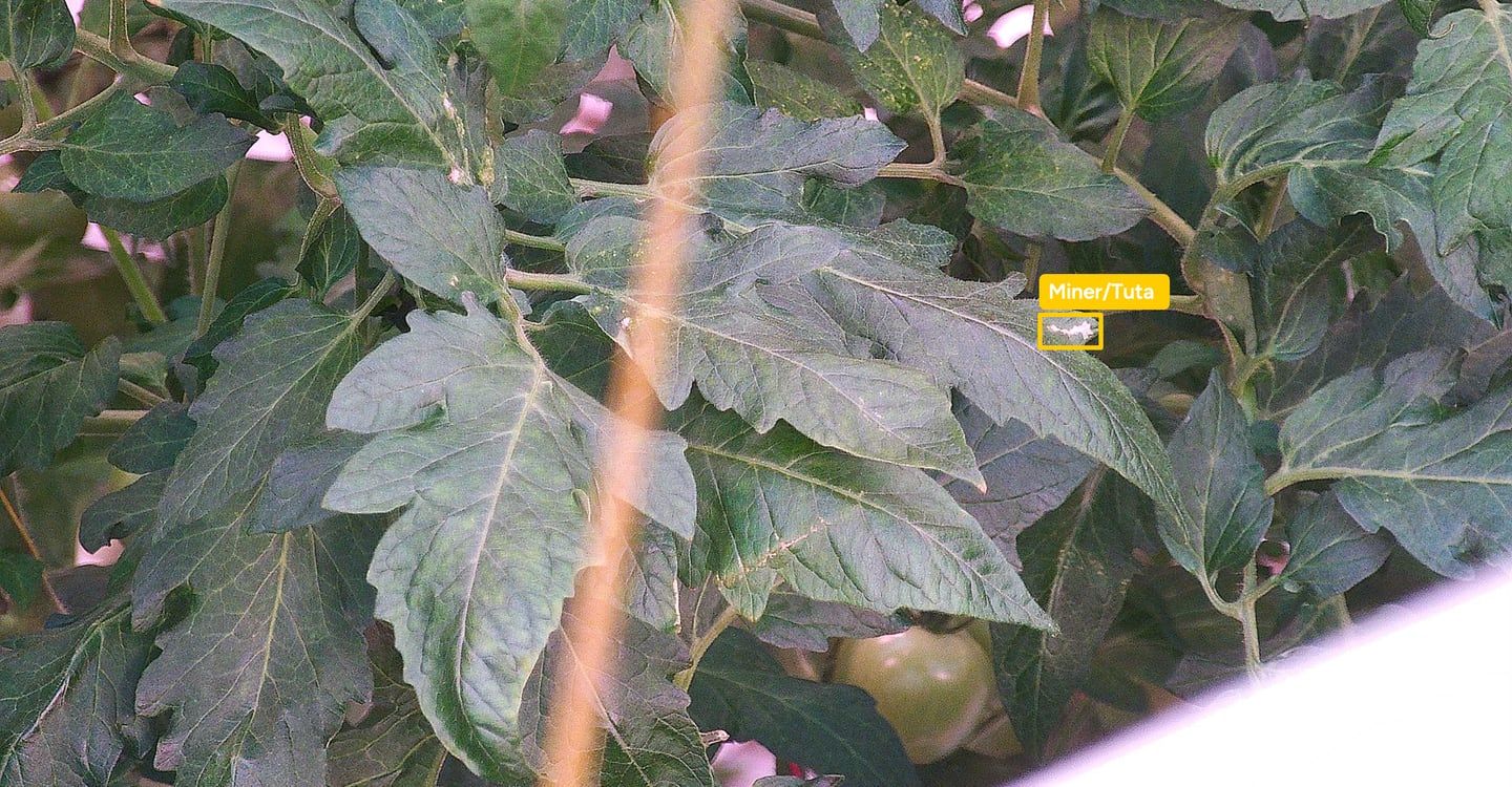 Croptimus viewer frame with a leaf-miner / Tuta absoluta mine detected on a tomato leaf