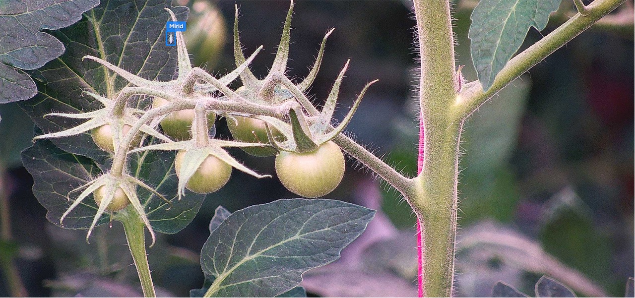 Croptimus viewer frame with a mirid bug (Nesidiocoris) detected on tomato foliage