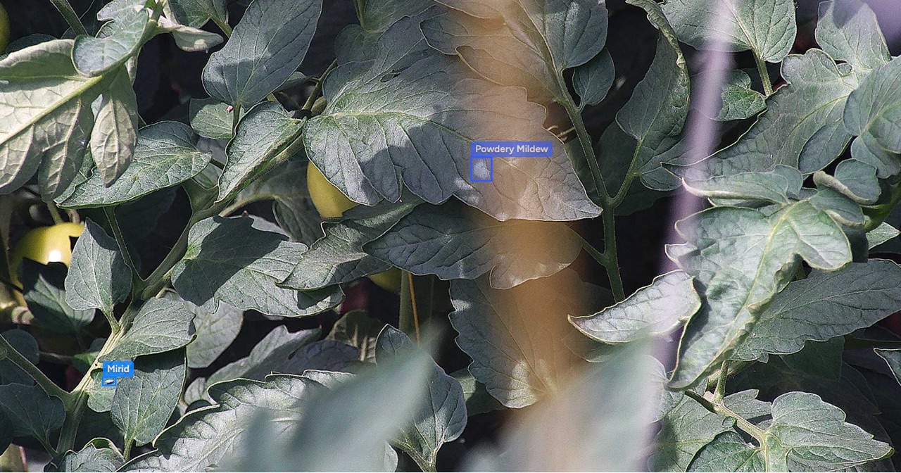 Croptimus viewer frame with a mirid bug and powdery mildew detected on one tomato plant