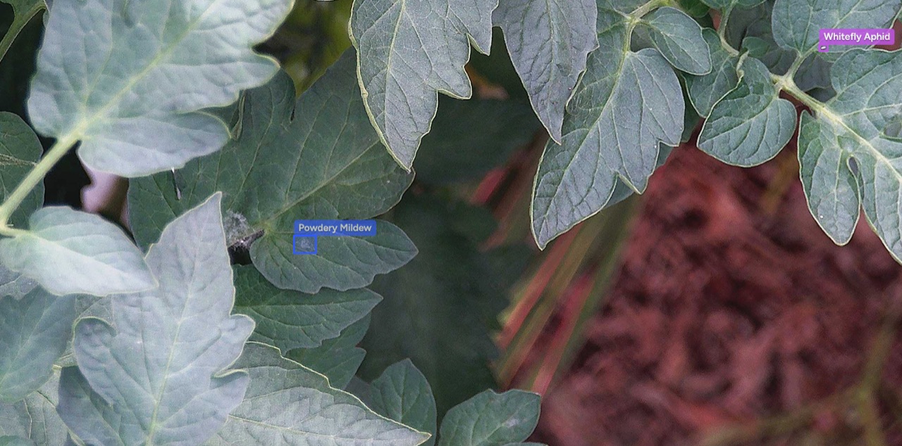 Croptimus viewer frame with whitefly and powdery mildew detected on one tomato plant