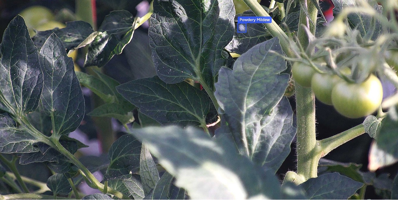 Croptimus viewer frame with powdery mildew detected on a tomato plant