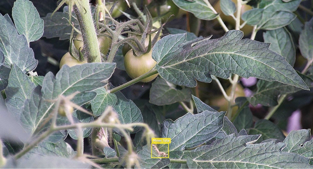 Croptimus viewer frame with Tuta absoluta mining damage detected on a tomato leaf