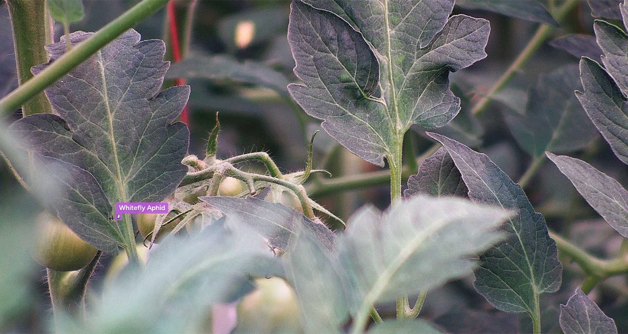 Croptimus viewer frame with whitefly detected on a tomato leaf