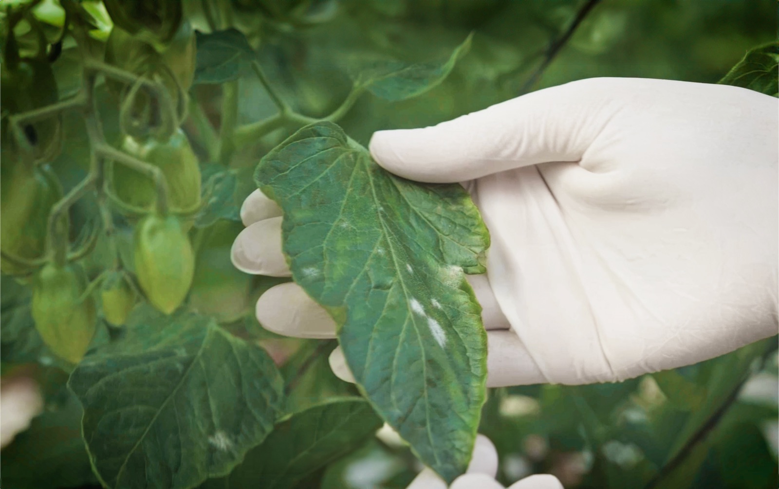 Tomato leaf inspected by a scout, visible powdery mildew patch